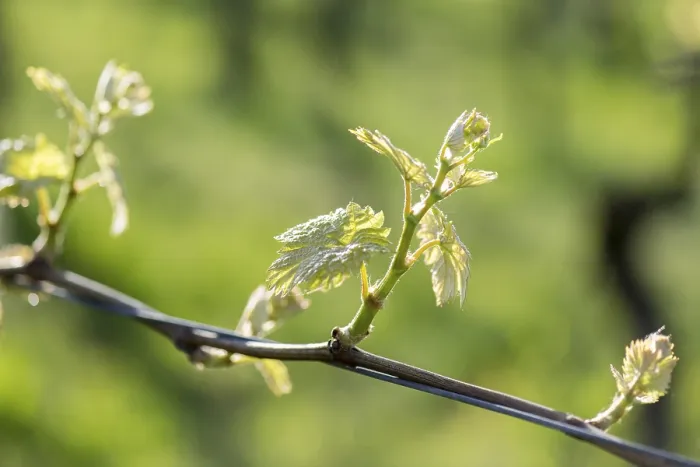 Gerahmter Druck : Junge Blätter einer Weinrebe im Frühling. Gerahmter Druck : Junge Blätter einer Weinrebe im Frühling.