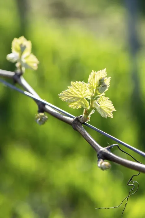 Gerahmter Druck : Junge Blätter einer Weinrebe im Frühling. Gerahmter Druck : Junge Blätter einer Weinrebe im Frühling.