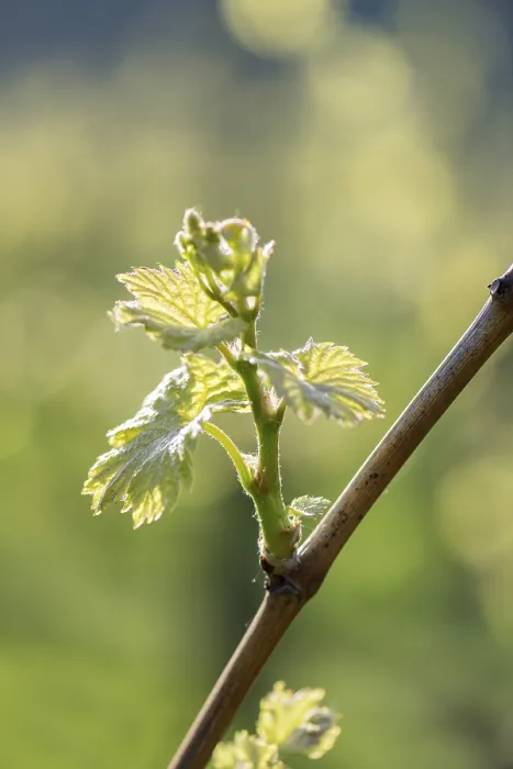 Gerahmter Druck : Junge Blätter einer Weinrebe im Frühling. Gerahmter Druck : Junge Blätter einer Weinrebe im Frühling.