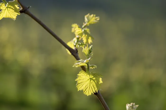 Gerahmter Druck : Junge Blätter einer Weinrebe im Frühling. Gerahmter Druck : Junge Blätter einer Weinrebe im Frühling.