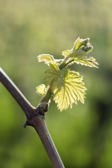 Gerahmter Druck : Junge Blätter einer Weinrebe im Frühling. Gerahmter Druck : Junge Blätter einer Weinrebe im Frühling.
