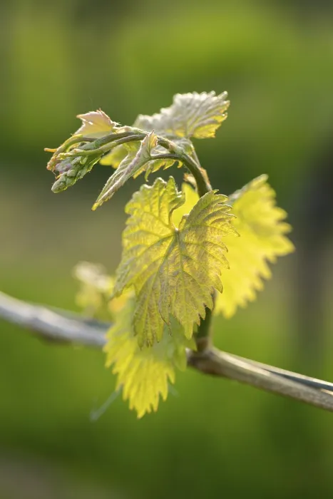 Gerahmter Druck : Junge Blätter einer Weinrebe im Frühling. Gerahmter Druck : Junge Blätter einer Weinrebe im Frühling.