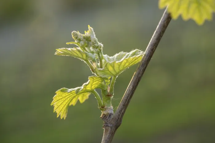 Gerahmter Druck : Junge Blätter einer Weinrebe im Frühling. Gerahmter Druck : Junge Blätter einer Weinrebe im Frühling.