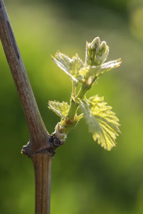 Gerahmter Druck : Junge Blätter einer Weinrebe im Frühling. Gerahmter Druck : Junge Blätter einer Weinrebe im Frühling.