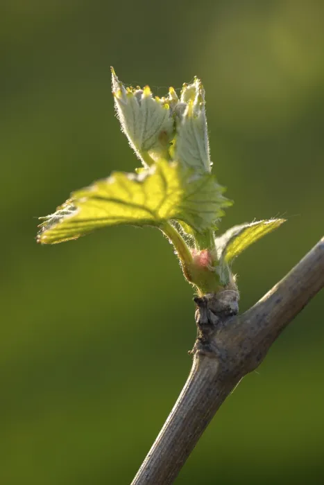 Gerahmter Druck : Junge Blätter einer Weinrebe im Frühling. Gerahmter Druck : Junge Blätter einer Weinrebe im Frühling.