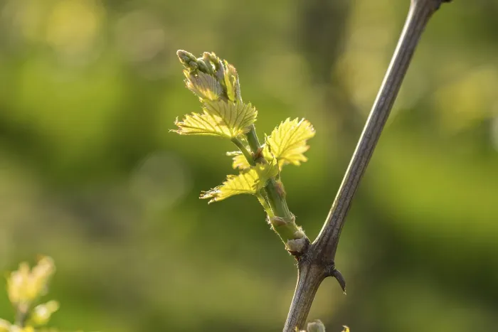 Gerahmter Druck : Junge Blätter eines Weinbaums im Frühling Gerahmter Druck : Junge Blätter eines Weinbaums im Frühling