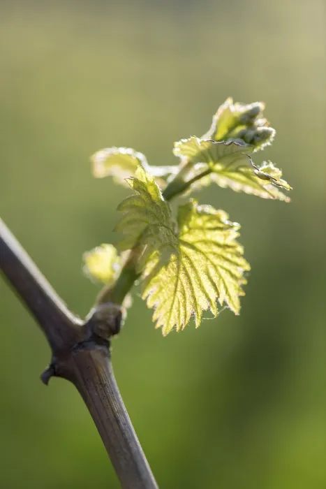 Gerahmter Druck : Junge Blätter einer Weinrebe im Frühling. Gerahmter Druck : Junge Blätter einer Weinrebe im Frühling.