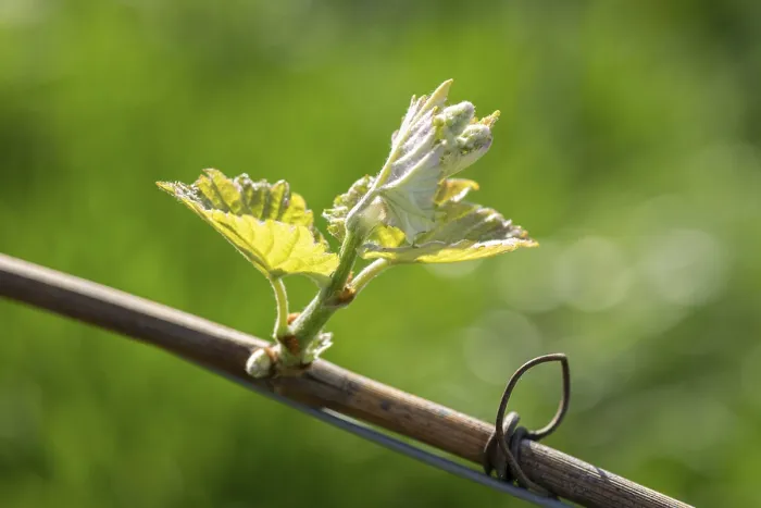 Gerahmter Druck : Junge Blätter einer Weinrebe im Frühling. Gerahmter Druck : Junge Blätter einer Weinrebe im Frühling.