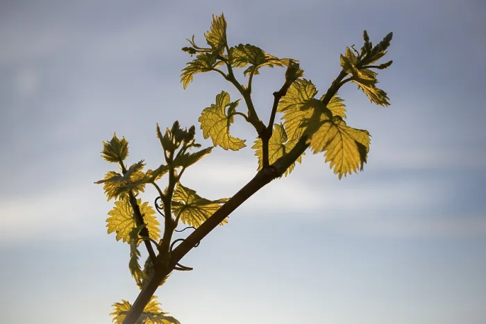 Gerahmter Druck : Junge Blätter einer Weinrebe im Frühling. Gerahmter Druck : Junge Blätter einer Weinrebe im Frühling.