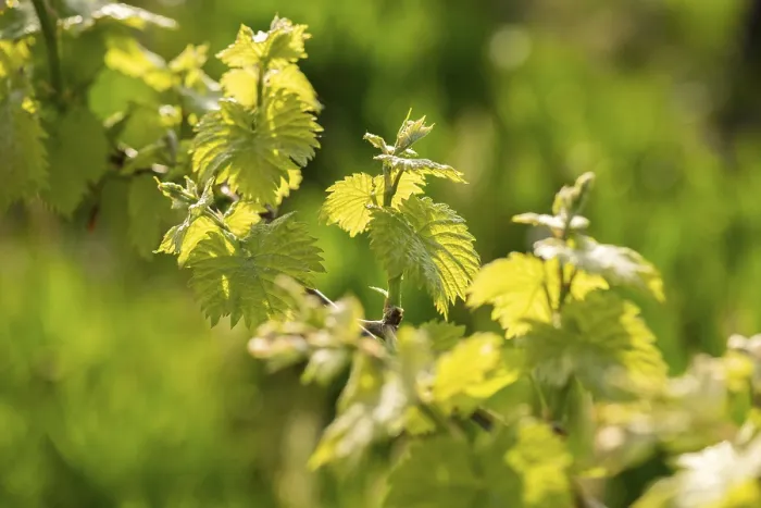 Gerahmter Druck : Junge Blätter einer Weinrebe im Frühling. Gerahmter Druck : Junge Blätter einer Weinrebe im Frühling.