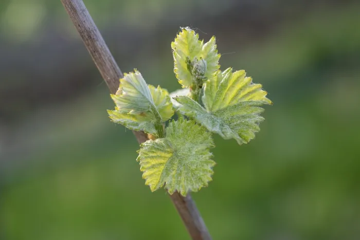 Gerahmter Druck : Junge Blätter einer Weinrebe im Frühling. Gerahmter Druck : Junge Blätter einer Weinrebe im Frühling.