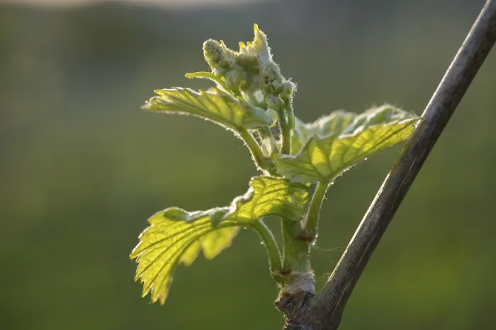 Gerahmter Druck : Junge Blätter einer Weinrebe im Frühling.