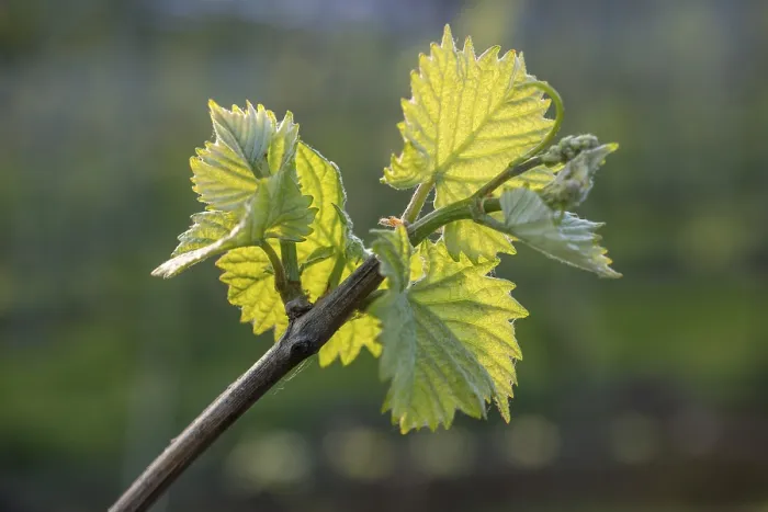 Gerahmter Druck : Junge Blätter einer Weinrebe im Frühling. Gerahmter Druck : Junge Blätter einer Weinrebe im Frühling.
