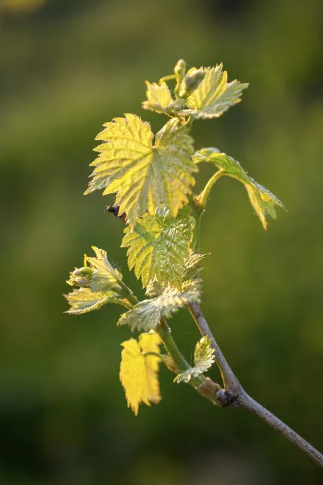 Gerahmter Druck : Junge Blätter einer Weinrebe im Frühling. Gerahmter Druck : Junge Blätter einer Weinrebe im Frühling.