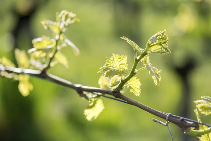 Gerahmter Druck : Junge Blätter einer Weinrebe im Frühling. Gerahmter Druck : Junge Blätter einer Weinrebe im Frühling.