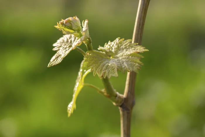 Gerahmter Druck : Junge Blätter einer Weinrebe im Frühling. Gerahmter Druck : Junge Blätter einer Weinrebe im Frühling.