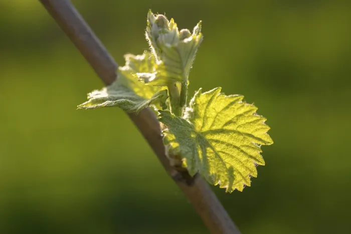 Gerahmter Druck : Junge Blätter einer Weinrebe im Frühling. Gerahmter Druck : Junge Blätter einer Weinrebe im Frühling.