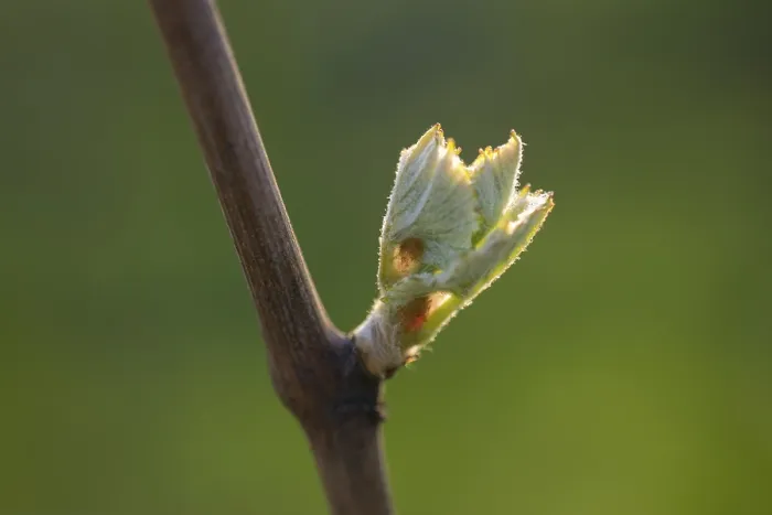Gerahmter Druck : Junge Blätter einer Weinrebe im Frühling. Gerahmter Druck : Junge Blätter einer Weinrebe im Frühling.