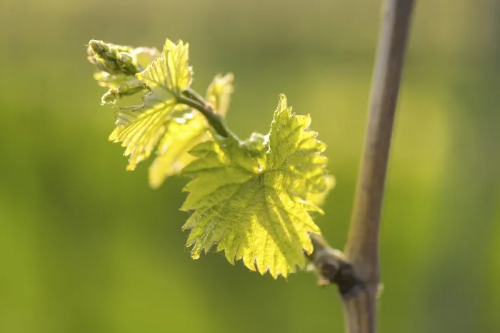 Gerahmter Druck : Junge Blätter einer Weinrebe im Frühling Gerahmter Druck : Junge Blätter einer Weinrebe im Frühling