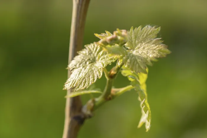 Gerahmter Druck : Junge Blätter einer Weinrebe im Frühling. Gerahmter Druck : Junge Blätter einer Weinrebe im Frühling.