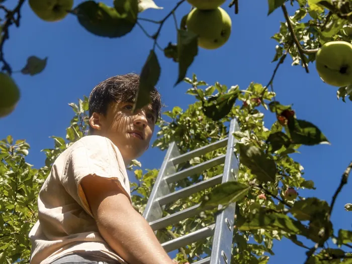 Gerahmter Druck : Junge Mann auf Leiter, Apfel erntet in Baum Gerahmter Druck : Junge Mann auf Leiter, Apfel erntet in Baum