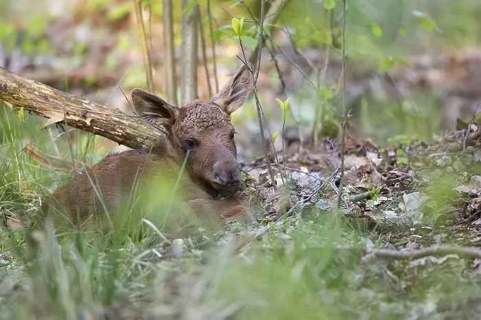 Gerahmter Druck : Junges Elch im Wald in der Wildnis.