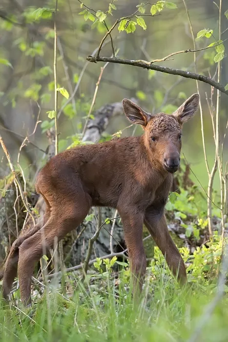 Gerahmter Druck : Junge Elche im Wald in der Wildnis. Gerahmter Druck : Junge Elche im Wald in der Wildnis.