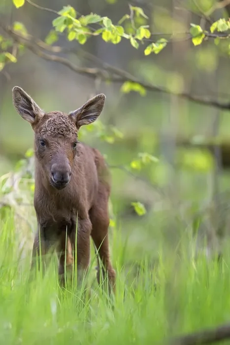 Gerahmter Druck : Ein junger Elch in der Wildnis Gerahmter Druck : Ein junger Elch in der Wildnis