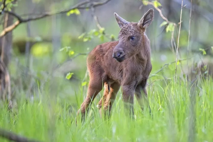 Gerahmter Druck : Ein junger Elch in einem Wald. Gerahmter Druck : Ein junger Elch in einem Wald.