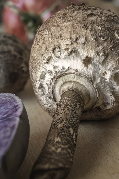 Gerahmter Druck : Junges Parasoll, verschiedene Gemüse. Gerahmter Druck : Junges Parasoll, verschiedene Gemüse.