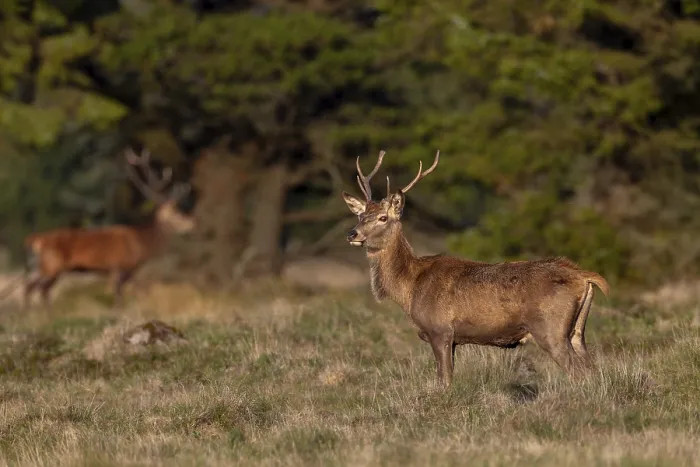 Gerahmter Druck : Ein junger Rotwild (Cervus elaphus). Gerahmter Druck : Ein junger Rotwild (Cervus elaphus).