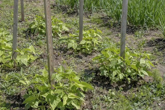 Gerahmter Druck : Junge Bohnenpflanzen in einem Gemüsegarten, Elsass, Frankreich Gerahmter Druck : Junge Bohnenpflanzen in einem Gemüsegarten, Elsass, Frankreich