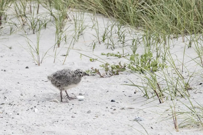 Gerahmter Druck : Jungsturmseeschwalbe, Larus canus Gerahmter Druck : Jungsturmseeschwalbe, Larus canus