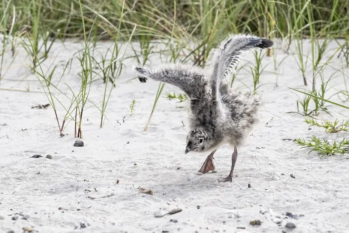 Gerahmter Druck : Jungsturmseeschwalbe, Larus canus