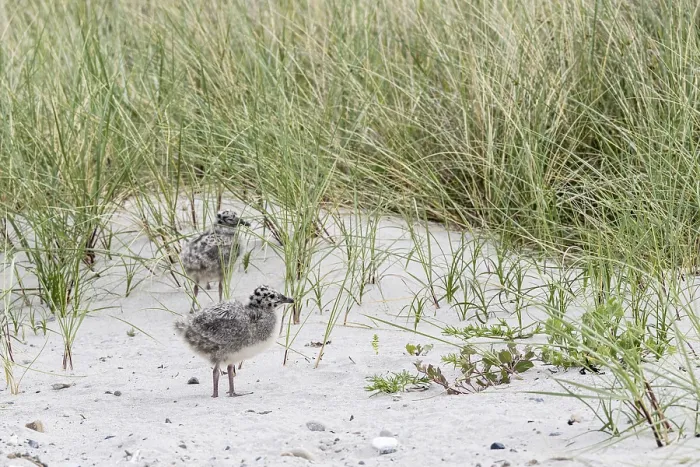Gerahmter Druck : Jungsturmseeschwalbe, Larus canus Gerahmter Druck : Jungsturmseeschwalbe, Larus canus
