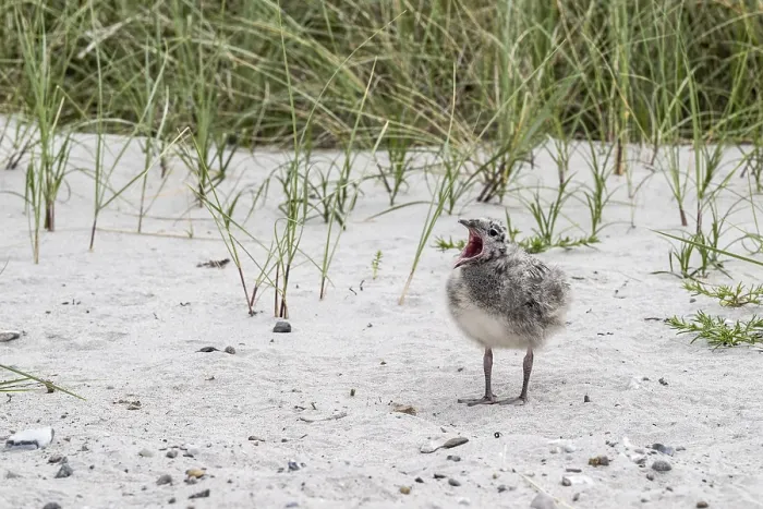 Gerahmter Druck : Jungsturmseeschwalbe, Larus canus Gerahmter Druck : Jungsturmseeschwalbe, Larus canus