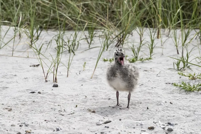 Gerahmter Druck : Jungsturmseeschwalbe, Larus canus