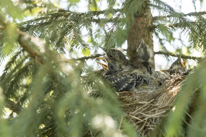 Gerahmter Druck : Junge Drosselküken in ihrem Nest. Gerahmter Druck : Junge Drosselküken in ihrem Nest.