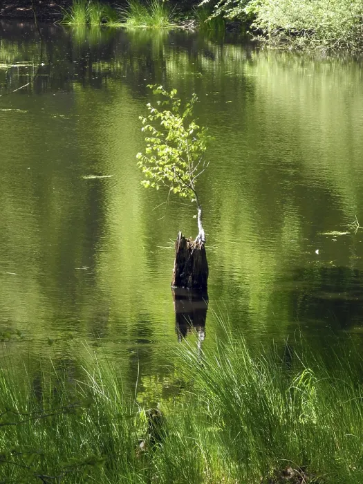 Gerahmter Druck : Junges Baum in einem See. Gerahmter Druck : Junges Baum in einem See.