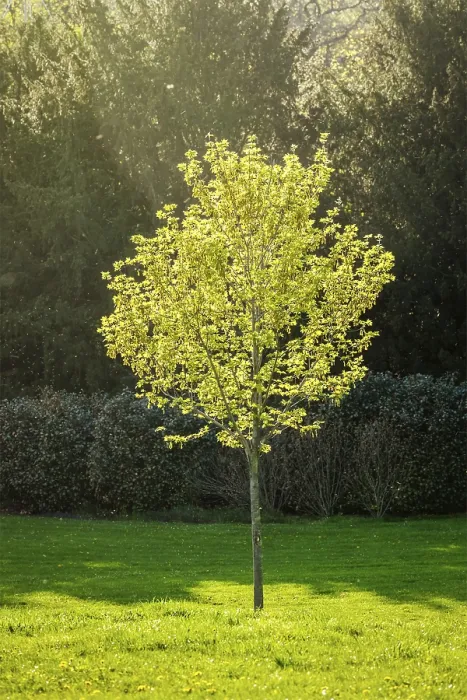 Gerahmter Druck : Junges Baum in Frühling in Sonnenstrahlen. Gerahmter Druck : Junges Baum in Frühling in Sonnenstrahlen.