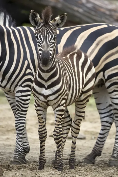 Gerahmter Druck : Ein Junger Zebra in einem Lichtungen Gerahmter Druck : Ein Junger Zebra in einem Lichtungen