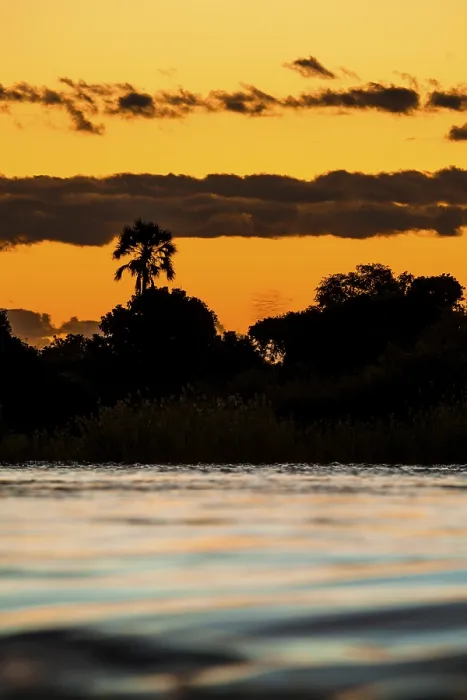 Gerahmter Druck : Zambezi-Fluss-Rapide mit Palmenbaum. Gerahmter Druck : Zambezi-Fluss-Rapide mit Palmenbaum.