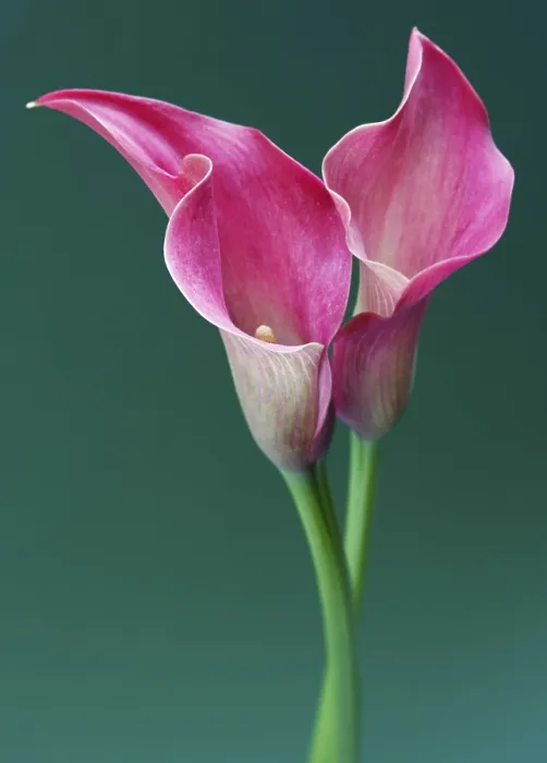 Gerahmter Druck : Zantedeschia Gerahmter Druck : Zantedeschia