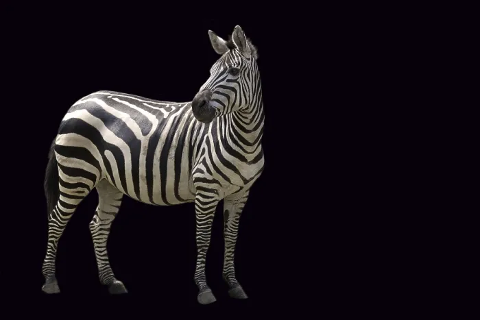 Gerahmter Druck : Ein Zebra auf schwarzem Hintergrund. Gerahmter Druck : Ein Zebra auf schwarzem Hintergrund.