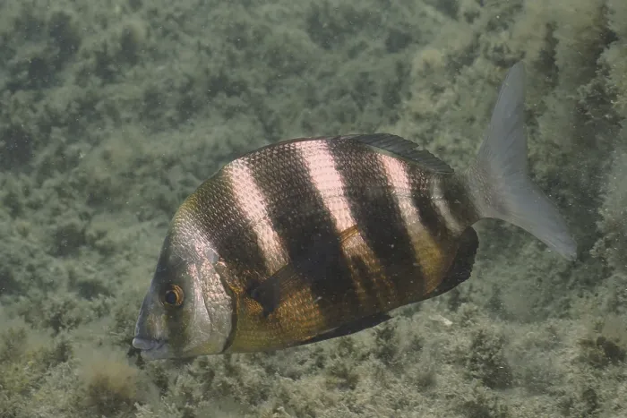 Gerahmter Druck : Diplodus cervinus cervinus Gerahmter Druck : Diplodus cervinus cervinus