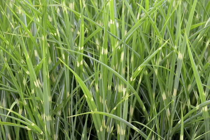 Gerahmter Druck : Buntweidengras (Miscanthus sinensis var) Gerahmter Druck : Buntweidengras (Miscanthus sinensis var)