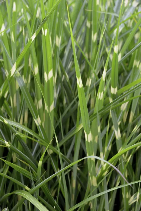 Gerahmter Druck : Buntweizen (Miscanthus sinensis var) Gerahmter Druck : Buntweizen (Miscanthus sinensis var)