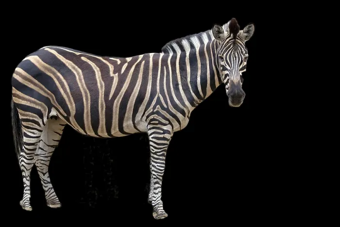 Gerahmter Druck : Ein Zebra auf einem schwarzen Hintergrund. Gerahmter Druck : Ein Zebra auf einem schwarzen Hintergrund.