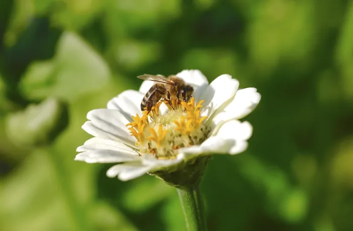 Gerahmter Druck : Zinnie, Sommer, Deutschland Gerahmter Druck : Zinnie, Sommer, Deutschland