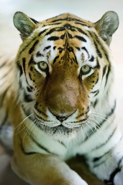 Gerahmter Druck : Zoo Hellabrunn, Tiger schaut in die Kamera. Gerahmter Druck : Zoo Hellabrunn, Tiger schaut in die Kamera.